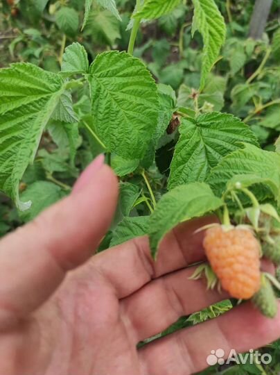 Клубника, малина, ежевика, ежемалина