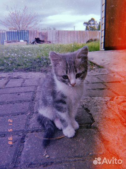 Кошка в дар бесплатно