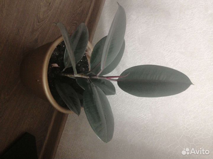 Фикус эластика абиджан