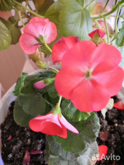 Зефирантес, ландыши, герань