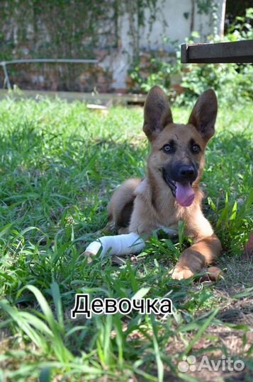 Щенок в добрые руки