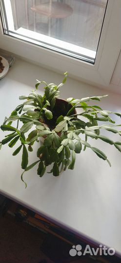 Кактусы и суккуленты