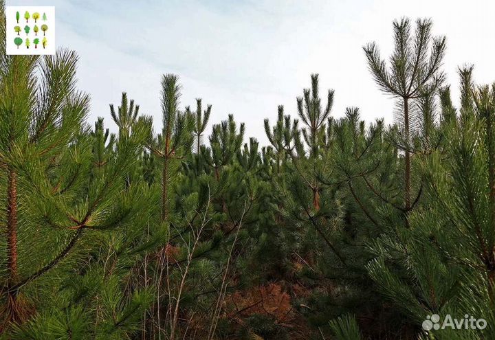 Крупномеры сосны