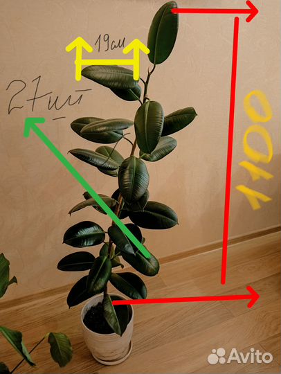 Фикус каучуконосный большой