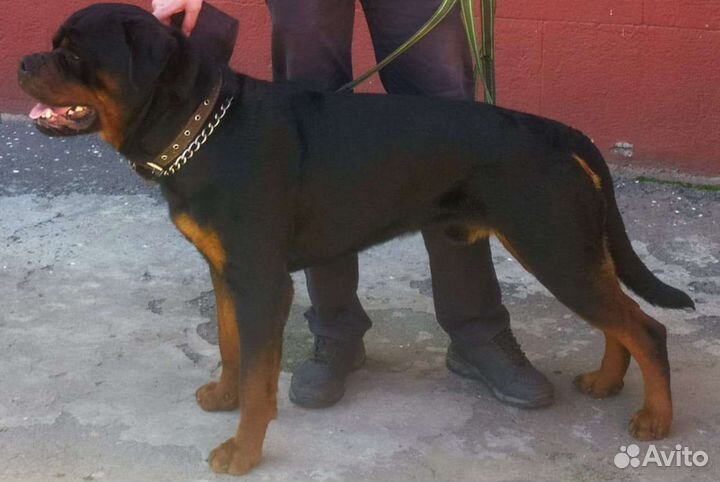 Ротвейлер вязка