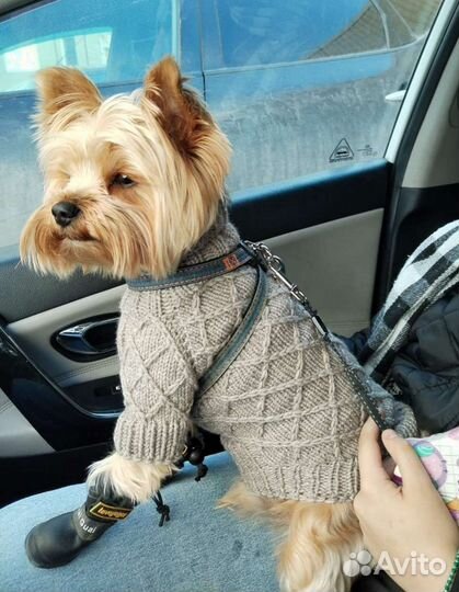 Свитер, комбинезон, жилетка вязаные для собак