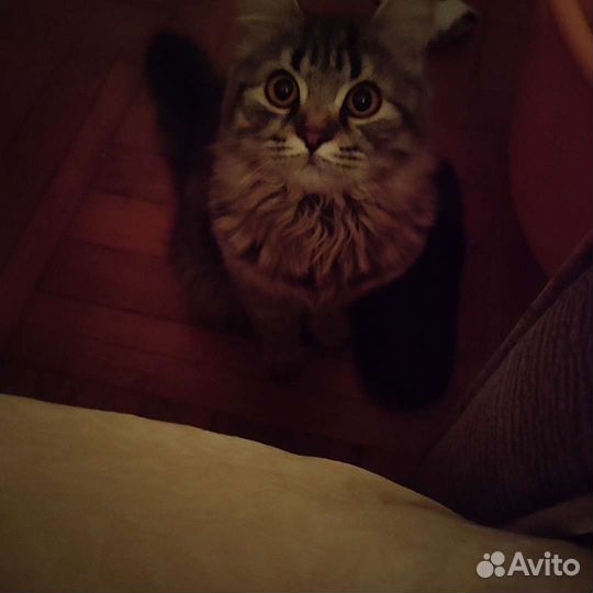 Кошки в добрые руки бесплатно