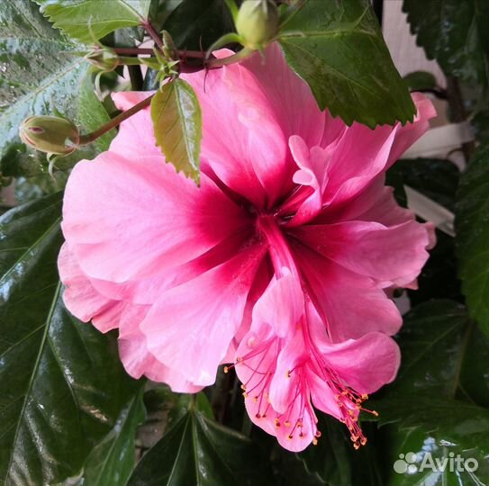 Гибискусы сортовые срез