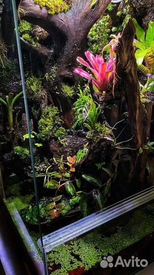 Террариум для рептилий