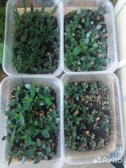 Каланхоэ лечебное