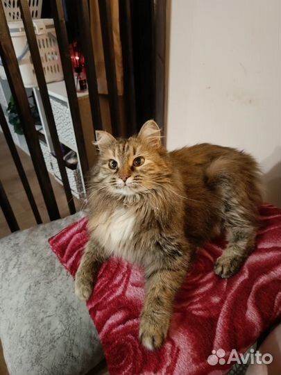 Кошечка в добрые руки