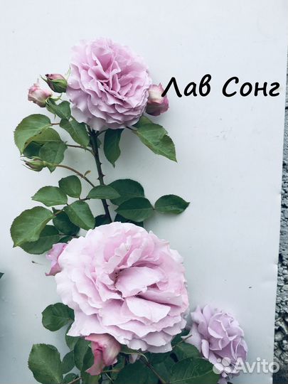 Корнесобственные розы. Флорибунды