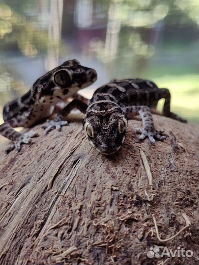 Гадюковый геккон