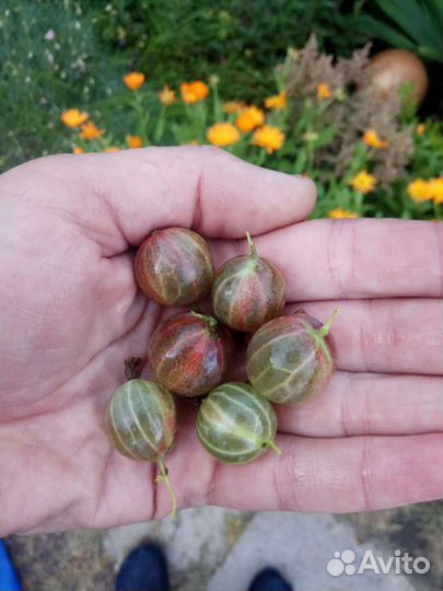 Саженцы,малина красная и желтая,крыжовник зеленый