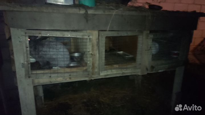 Клетка с кроликами