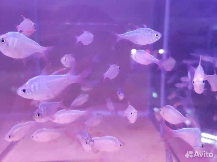 Тетра Эквадорская Аквариумные рыбки в магазине