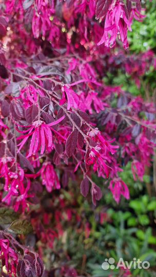 Ремнелепестник Лоропеталум, Лагерстремия