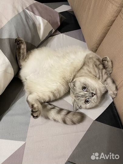 Кошка в добрые руки
