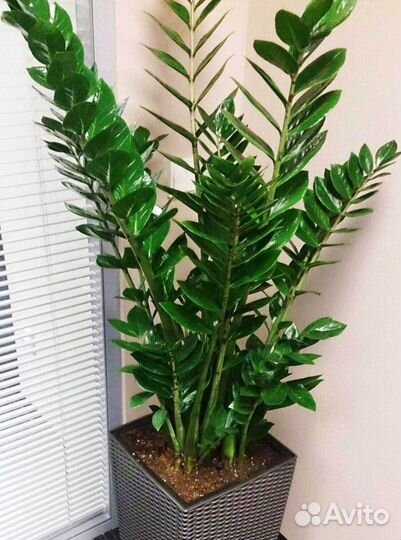 Замиокулькас