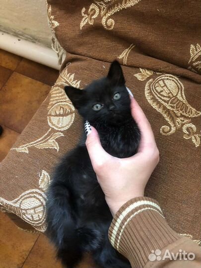 Кошечка, 2мес