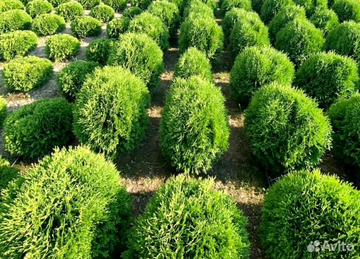Туя в кассете/черенки туи
