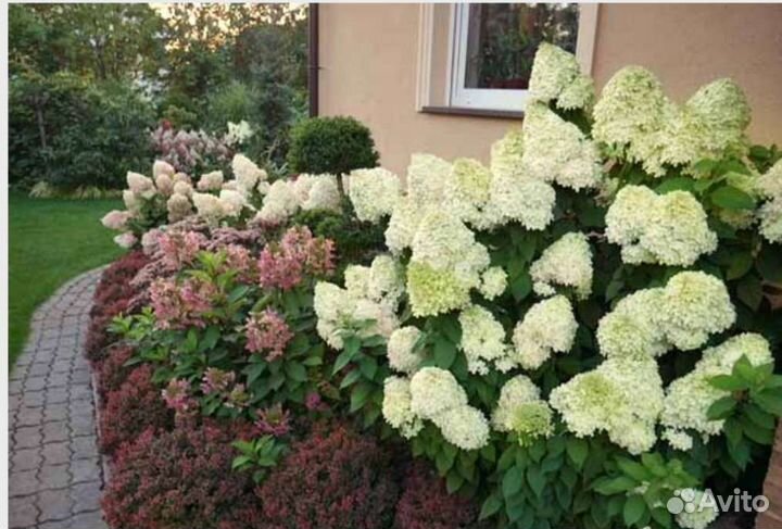 Гортензия метельчатая Сильвер доллар