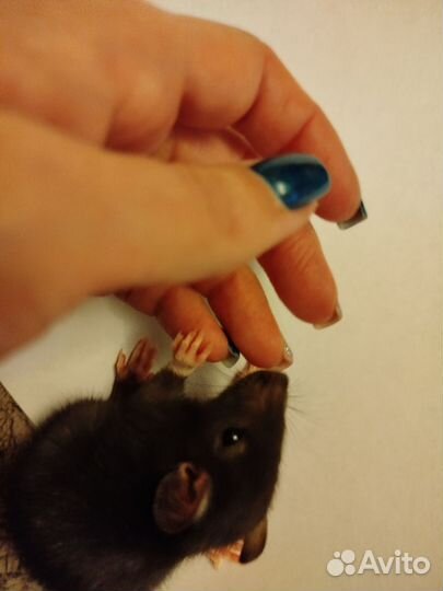 Крыса дамбо