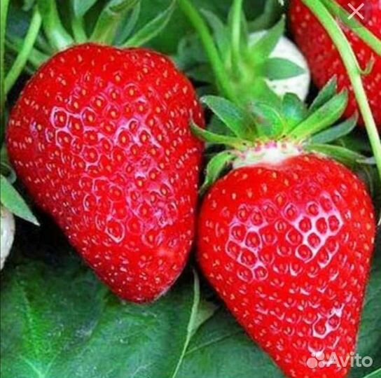 Саженцы клубники