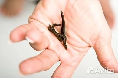 Мед.пиявки с доставкой на дом