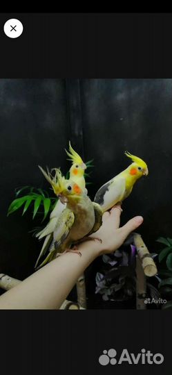 Попугай корелла, неразлучники, ожереловые, монахи