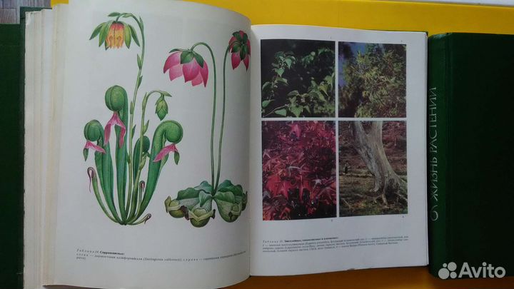 Энциклопедии о растениях