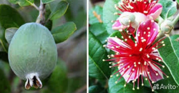 Мандарин, фейхоа,лимон