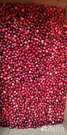 Голубика, черника