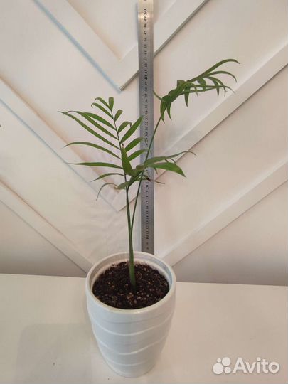 Пальма Хамедорея