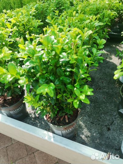 Самшит вечнозеленый