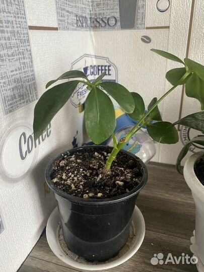 Комнатные цветы