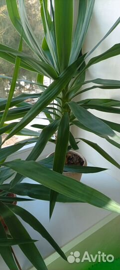 Пальма юкка