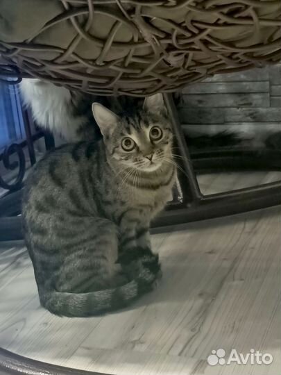 Продам бенгальскую кошку