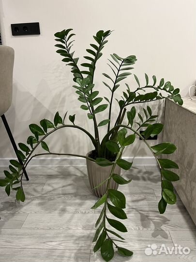 Замиокулькас