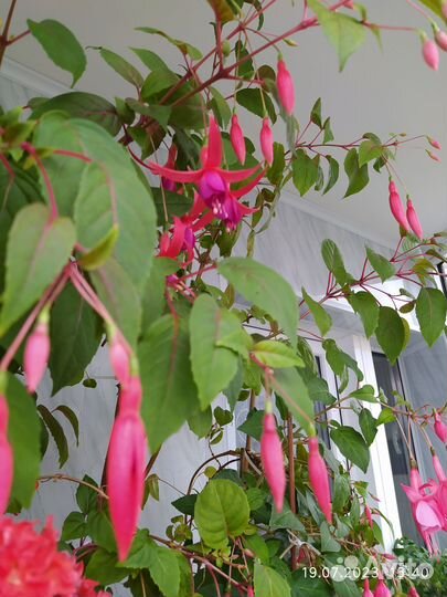 Комнатные цветы фуксия
