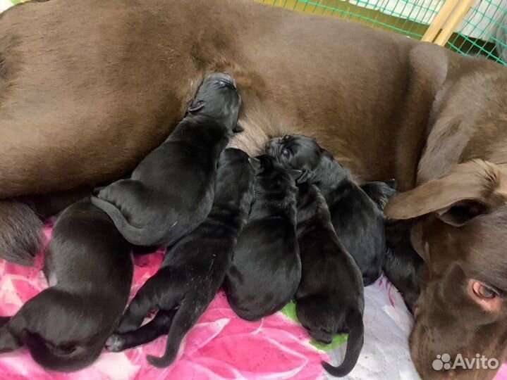 Лабрадор для вязки