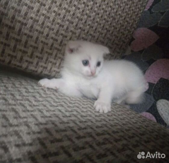 Котята отдам бесплатно,вислоухие