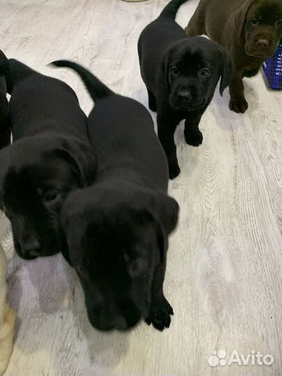 Щенки лабрадора