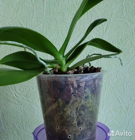 Орхидея фаленопсис мини