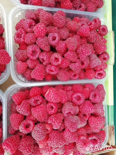 Малина и клубника