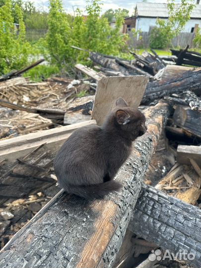 Домик для котят