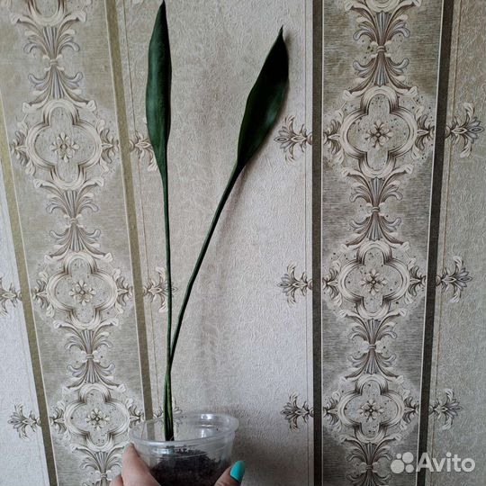 Сансевиерия сортовая