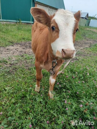 Телочка 5 месяцев
