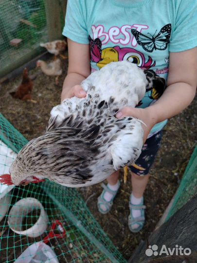 Продам петуха