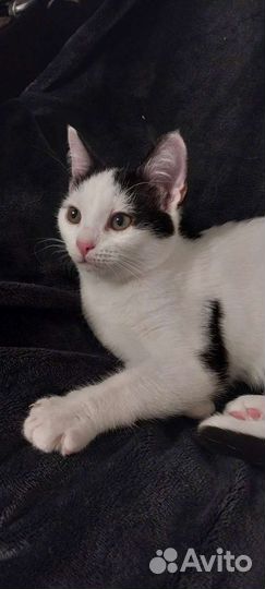 Кошка в дар бесплатно